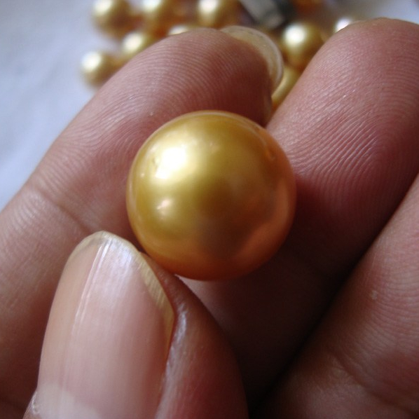 Golden south sea pearls Indonesia