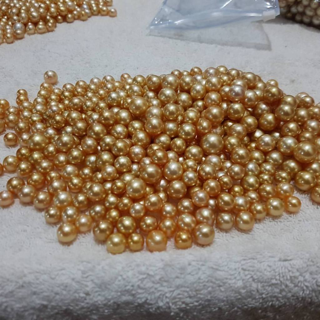 Golden South Sea Pearls in kilos Indonesia