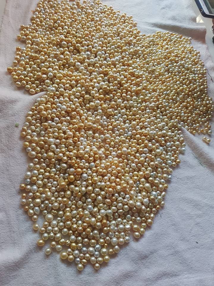 Yellow South Sea Pearls in kilos Indonesia