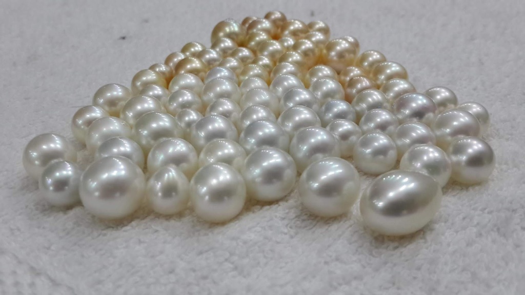 Mix color white and champagne south sea pearl stock in Lombok